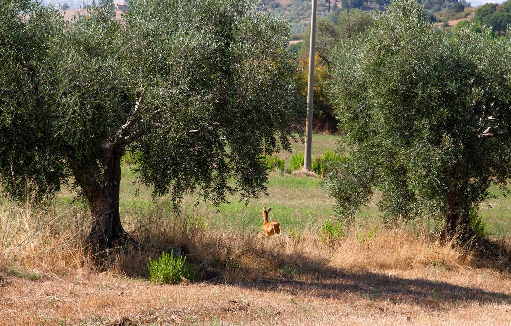 Agriturismo Prati Degli Orti Montiano  Extérieur photo